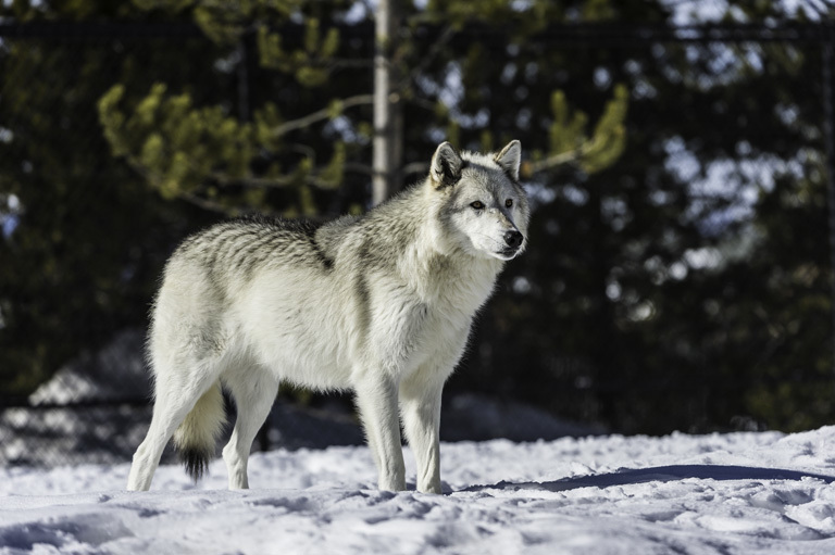 Image of gray wolf