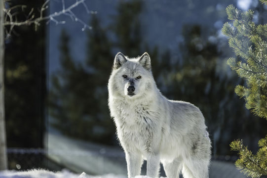 Image of gray wolf