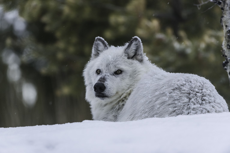 Image of gray wolf