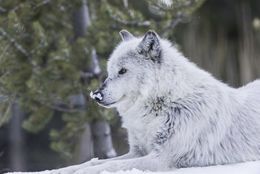 Image of gray wolf