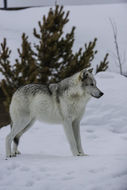 Image of gray wolf