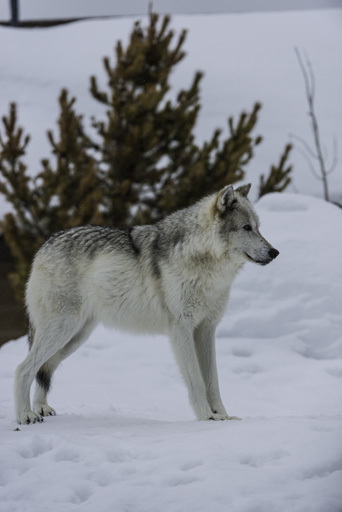 Image of gray wolf