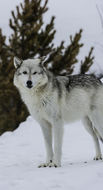 Image of gray wolf