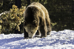 Image of grizzly bear