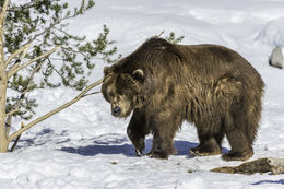 Image of grizzly bear