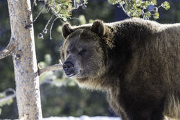 Image of grizzly bear