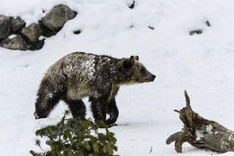 Image of grizzly bear