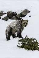 Image of grizzly bear