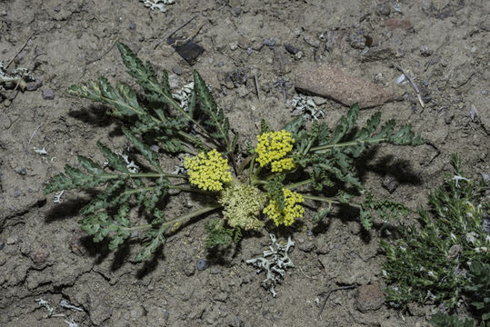 Image of leafy wildparsley