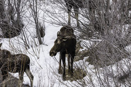 Image of North American Elk