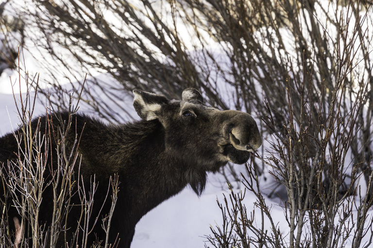 Image of North American Elk