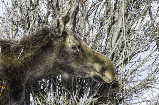 Image of North American Elk