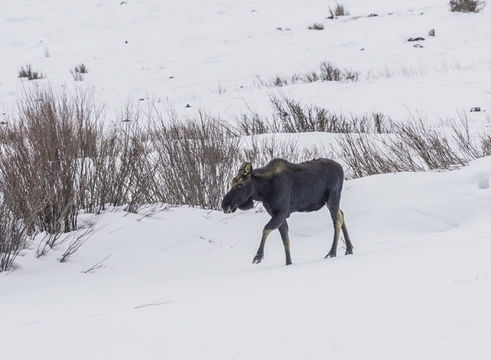 Image of North American Elk