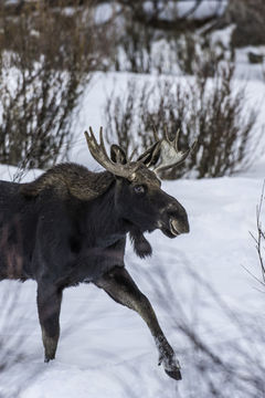 Image of North American Elk