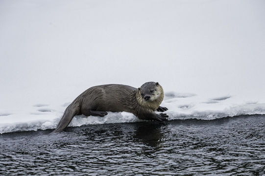 Image of North American Otter