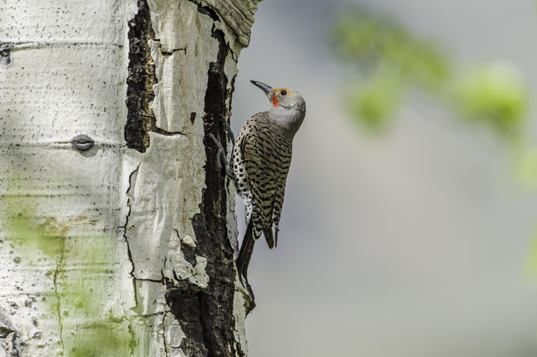 Image of Northern Flicker