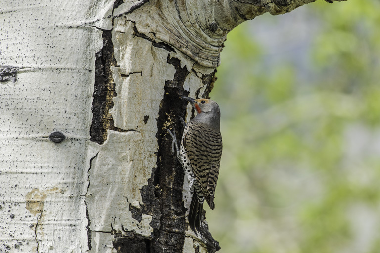 Image of Northern Flicker