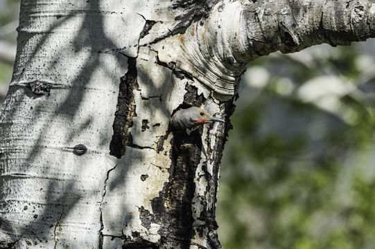 Image of Northern Flicker