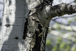 Image of Northern Flicker