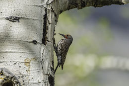 Image of Northern Flicker