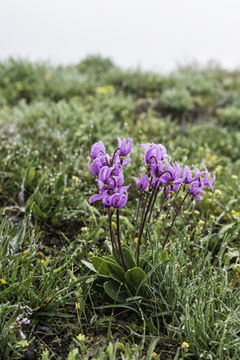 Image of <i>Primula <i>pauciflora</i></i> var. pauciflora