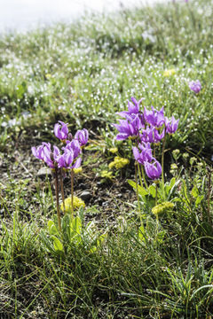 Image of <i>Primula <i>pauciflora</i></i> var. pauciflora