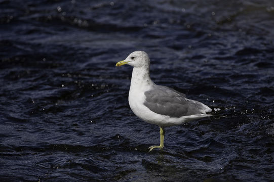 Larus californicus Lawrence 1854 resmi