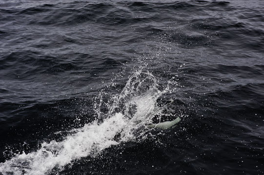 Image of Dall Porpoise