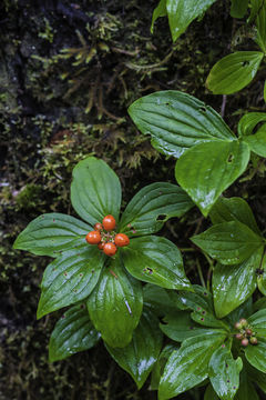 Image of bunchberry dogwood