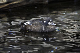 Image de Arlequin plongeur