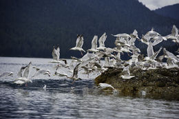 Image of Glaucous Gull