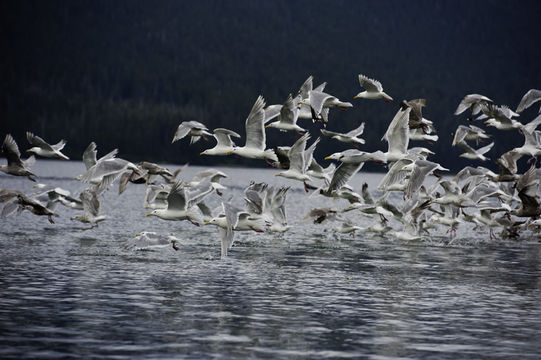 Image of Glaucous Gull