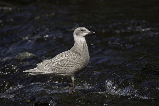 Image of Glaucous Gull