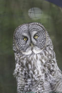 Image of Great Gray Owl