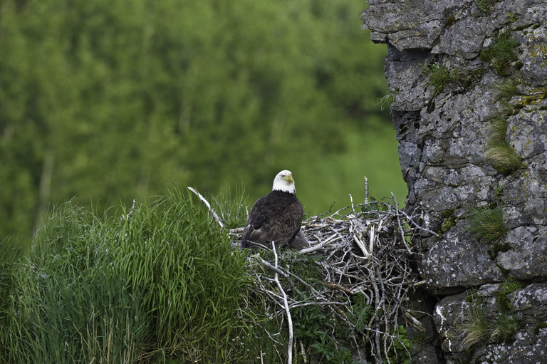 Imagem de Haliaeetus leucocephalus (Linnaeus 1766)