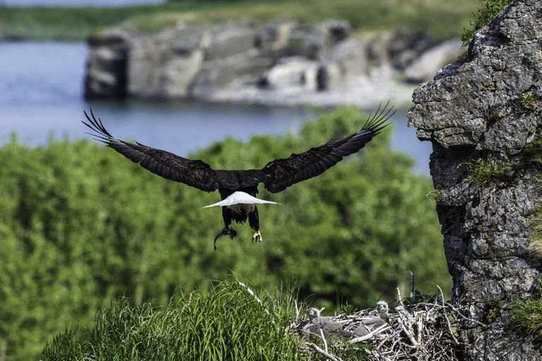 Imagem de Haliaeetus leucocephalus (Linnaeus 1766)