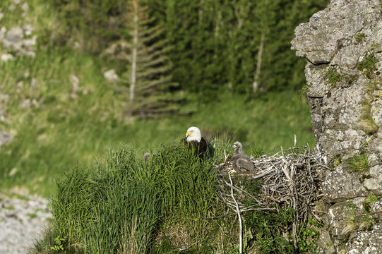 Imagem de Haliaeetus leucocephalus (Linnaeus 1766)