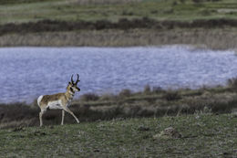 Image of pronghorn