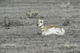 Image of pronghorn