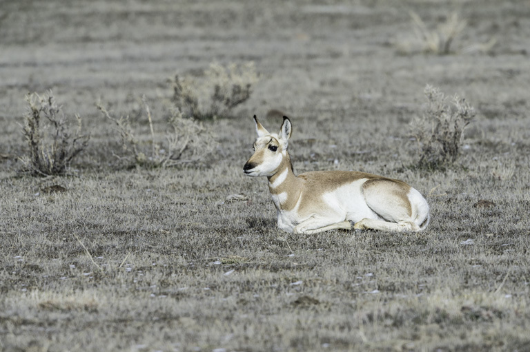 Image of pronghorn