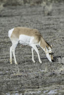 Image of pronghorn