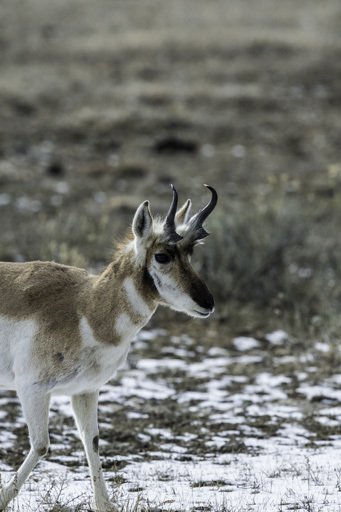 Image of pronghorn