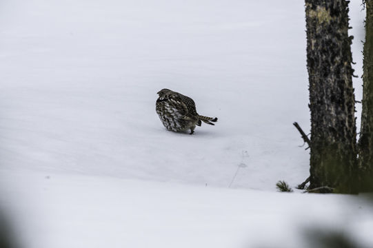 Image of Ruffed Grouse