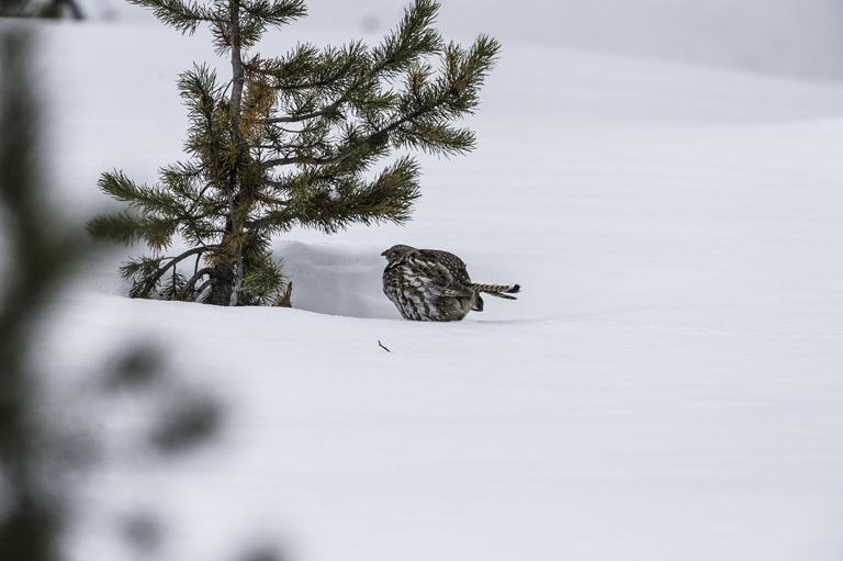 Image of Ruffed Grouse