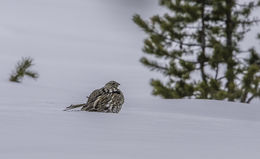 Image of Ruffed Grouse