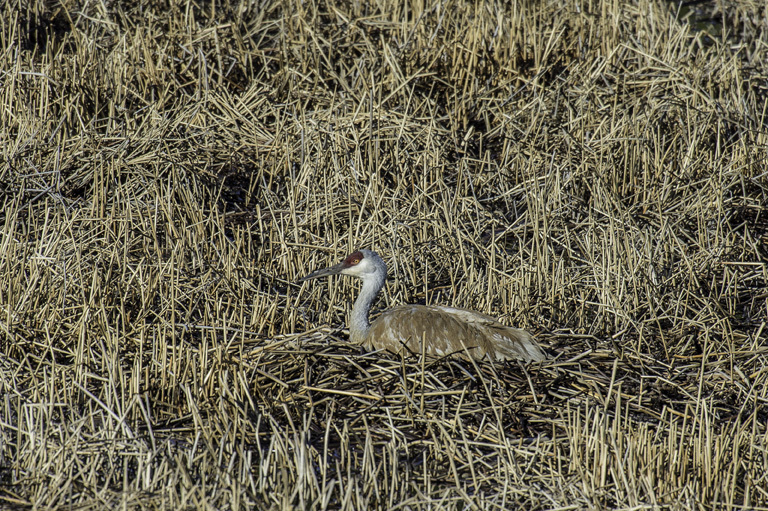 Image of sandhill crane