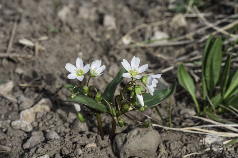 Image of lanceleaf springbeauty