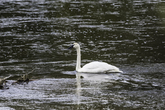 Image of Trumpeter Swan