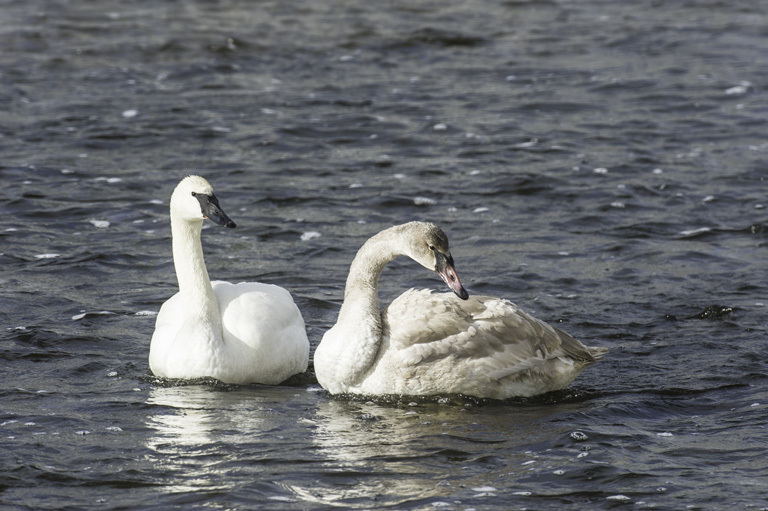 Image of Trumpeter Swan