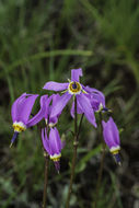 Image of <i>Primula <i>pauciflora</i></i> var. pauciflora